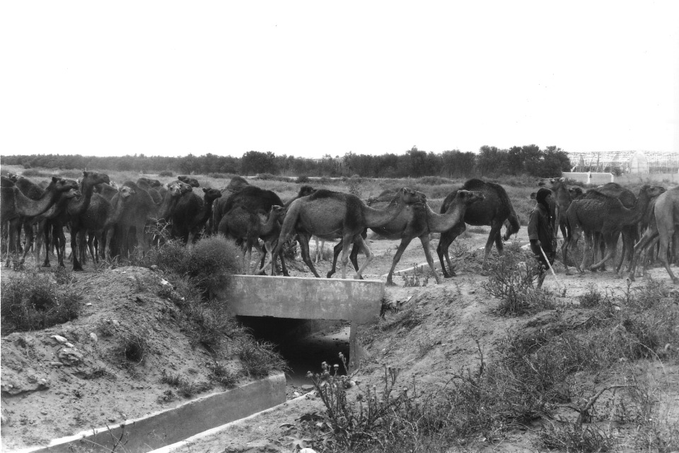 Camels I